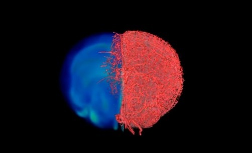Making the invisible visible: A clearer ‘picture’ of blood vessels in health and disease thanks to new imaging approach